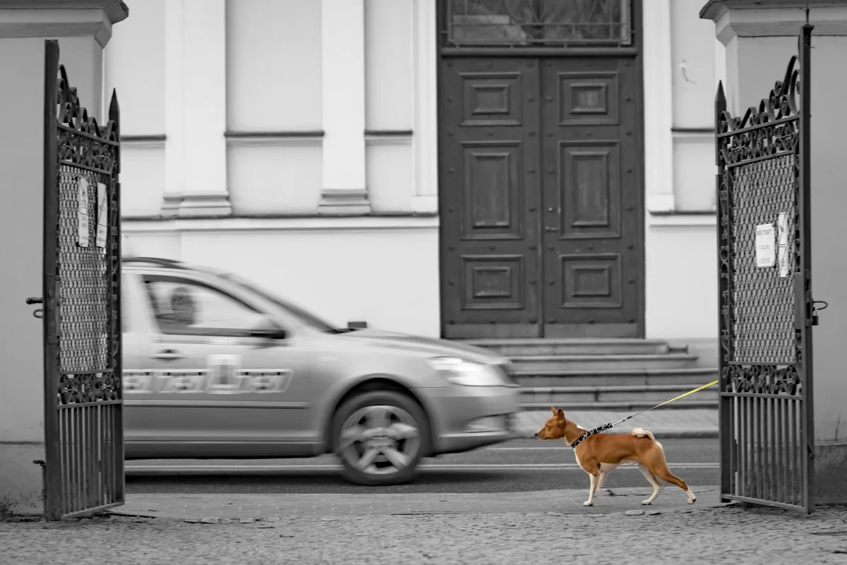Dog trotting past a gate as a car blurs behind it